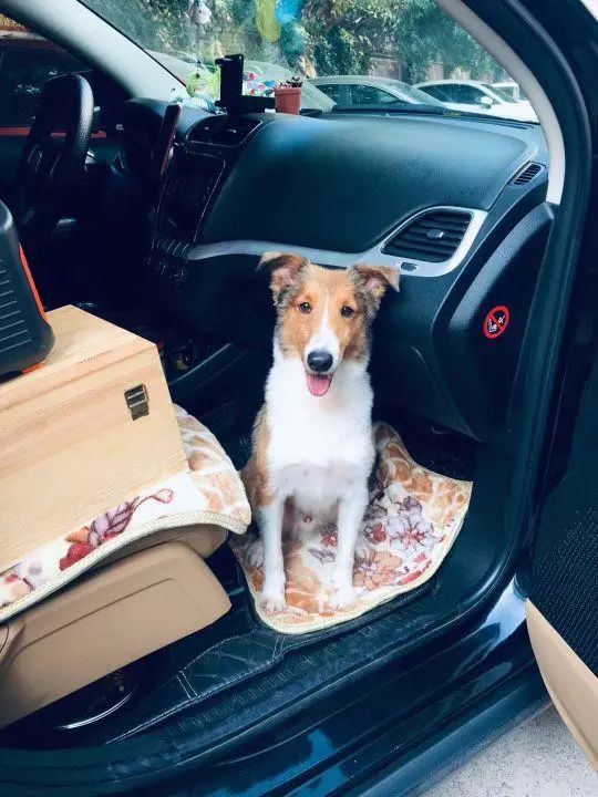 58歲的她，自駕房車旅居，一人兩犬，活成了自己喜歡的樣子